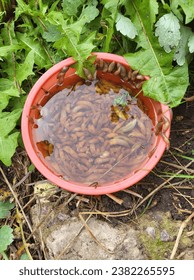 Killing slugs with beer in the garden.