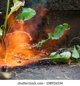 Killing Weeds With Gas Powered Flame Of Weed Burner