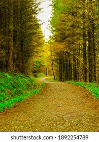 Killykeen Forest Park, Ireland, Cavan, Co Cavan