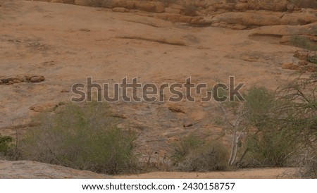Kilspringer antelope Oreotragus oreotragus on slopes of Spitzkoppe - Namibia