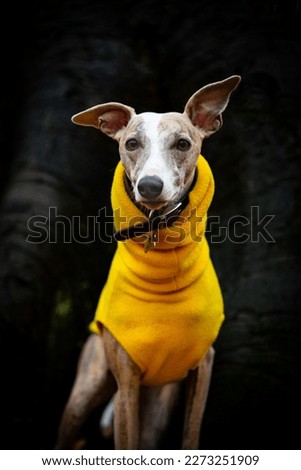 Kimball the Whippet on a cold winters day