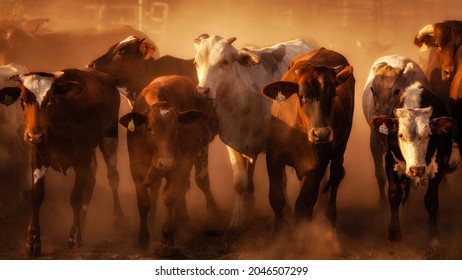 Kimberley Cattle Station, Western Australia - Shutterstock ID 2046507299