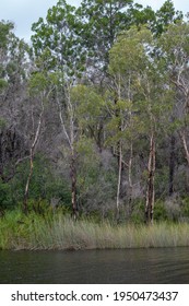 Kin Kin Creek, Great Sandy National Park, Queensland, Australia