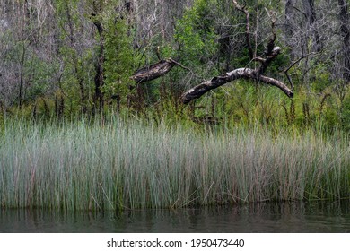 Kin Kin Creek, Great Sandy National Park, Queensland, Australia - Shutterstock ID 1950473440