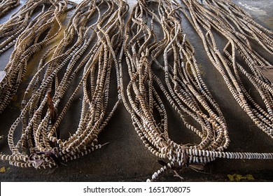 Kina Shell, Traditional Papua New Guinea Money Used For Trade. 