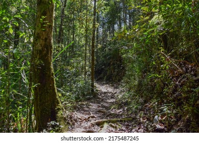 Kinabalu Park In Malaysia. Authentic Woods Of Borneo Island. Flora