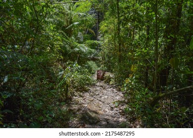 Kinabalu Park In Malaysia. Authentic Woods Of Borneo Island. Flora