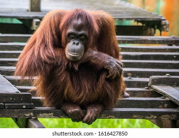Kinabatangan River, Sabah, Malaysia- January 2019: Orangutan (Pongo Pygmaeus), Species Threatened With Extinction Due To Oil Palm.