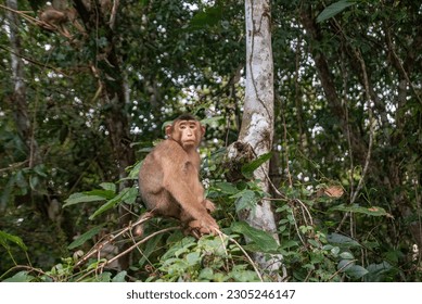 Kinabatangan River, Sabah, Malaysia: Southern pig-tailed macaque in the riverside forest near Sukau, Kinabatangan Widlife Reserve.