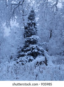 Kincaid Park In Winter