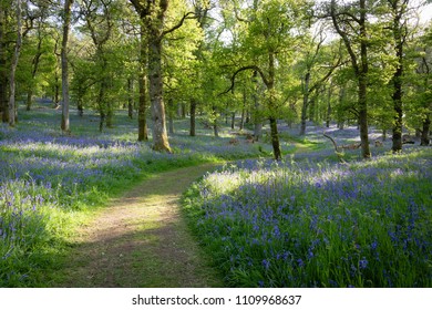 Kinclaven Bluebell Wood - Perth and Kinross