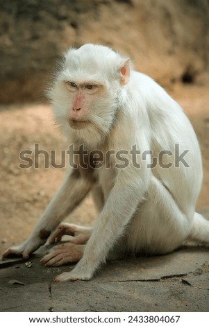 a kind of albino white monkey that is rarely found in the wild
