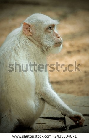 a kind of albino white monkey that is rarely found in the wild
