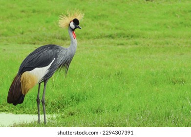 A kind of bird is Grey crowned crane, Bird background. - Powered by Shutterstock