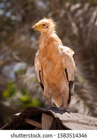 Kind Of Bird In Socotra Yemen