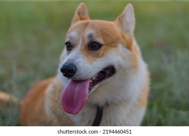 Kind Corgi Royal Sits On The Grass