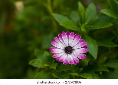 kind of daisies isolated in garden