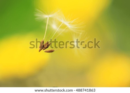 Spring meadow with blooming dandelion and lush green grass in the sunshine