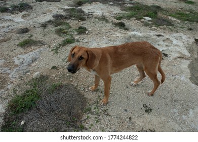 Kind Dog In Kyrenia Beach, North Cyprus