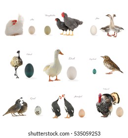 kind of egg of different birds on a farm 