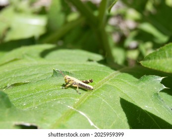 A Kind Of Grasshopper Larva On The Leaf