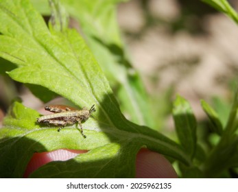 A Kind Of Grasshopper Larva On The Leaf