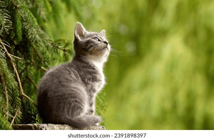 with kind green, orange eyes, Little young kitten. Portrait cute kitten. happy adorable cat, Beautiful fluffy red orange cat lie in grass outdoors garden
