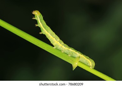 a kind of insects