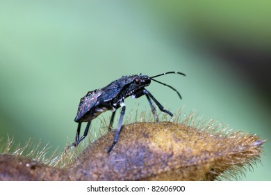 a kind of insects stinkbug
