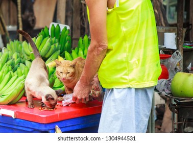 Kind Male Owner Feeding Cute Hungry Cats Pet Food At Street Food Fruit Market. Animal Care, Adoption, Pet Health, Cat Love, Mammals, Hygiene, Rural Life, Industrial Pet Food And Human Friend Concept