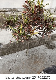 A kind of nice deciduous tree