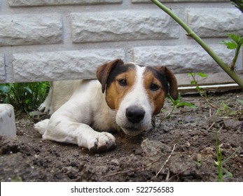 A Kind Of Smooth-haired Fox Terrier.the Dog Is Trying To Crawl Under The Fence.