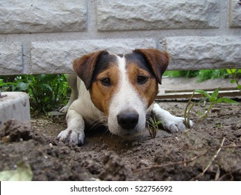 A Kind Of Smooth-haired Fox Terrier.the Dog Is Trying To Crawl Under The Fence.