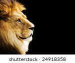 The king of all animals portrait with copy space