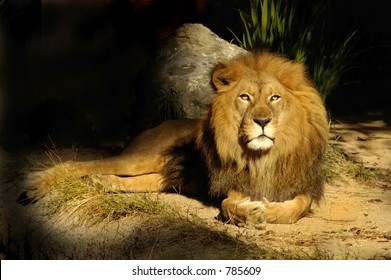 The king of all lions rests near his den.