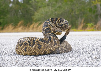 the king of all rattlesnake in the world, Eastern Diamondback rattler - Crotalus Adamanteus - in strike pose facing camera. 9 rattles and one button