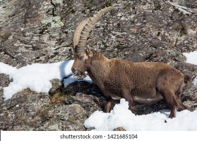 The king of Alps mountains (Capra ibex)