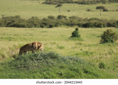 King of the animals in africa - Shutterstock ID 2044213445