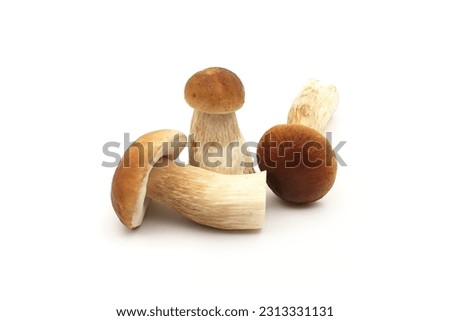 King bolete or ceps mushrooms isolated on white background