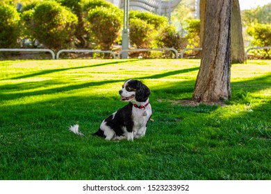 King Charles Cavalier domestic pet adorable dog portrait looks back in sunny green park outdoor scenic natural environment space 