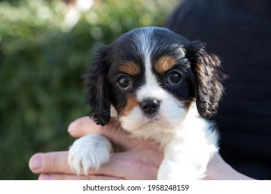 The King Charles Cavalier Spaniel Puppy