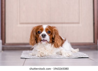 King Charles Spaniel Dog Waiting And Begging To Go For A Walk. Puppy Lying On Doormat Near A Door