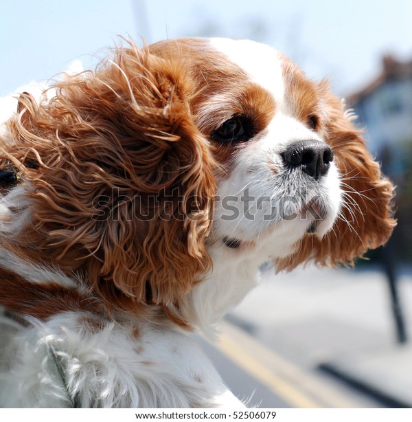King\
Charles spaniel with his head out the car\
window