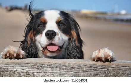 King Charles Spaniel looking over a fence