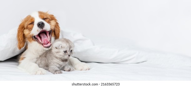 King Charles Spaniel puppy hugging a kitten lying under a blanket smiling from the top of his head. Cute puppy and kitten at home. Yawning puppy with a kitten on the bed. Panoramic stretched image for - Shutterstock ID 2163365723