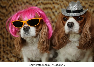 King Charles Spaniels wearing a Hot Pink Wig with yellow sunglasses and a silver hat for a dog fashion shoot. 