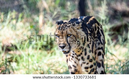 king-cheetah-endangered-450w-1330733681.jpg