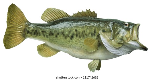 King or chinook salmon chasing lure  isolated on white