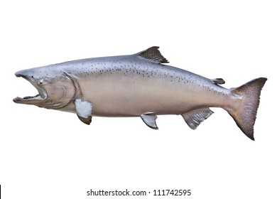 King or Chinook salmon isolated on white