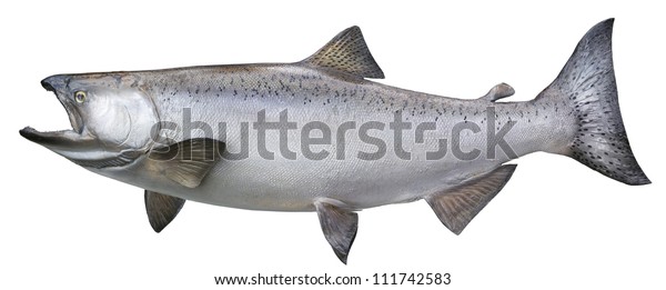 King Chinook Salmon Isolated On White Stock Photo 111742583 | Shutterstock